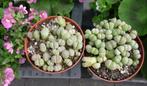 cactus - Lithops - levende steentjes, Ophalen of Verzenden, Cactus, Volle zon, Minder dan 100 cm