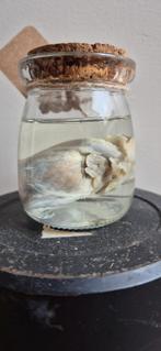 Te koop: wasberen hart op sterk water, Verzamelen, Dierenverzamelingen, Ophalen of Verzenden, Nieuw, Wild dier, Overige typen