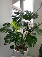 Monstera kamerplant, Huis en Inrichting, Kamerplanten, Overige soorten, 150 tot 200 cm, Halfschaduw, Ophalen