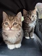 2 Kruising Britse langhaar/Europese korthaar tijger kittens, Dieren en Toebehoren, Meerdere dieren