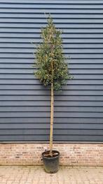 Quercus ilex (Steeneik) hoogstam 🌳, Ophalen, Halfschaduw, Overige soorten