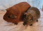 Cavia zeugjes rood en agouti, Dieren en Toebehoren, Knaagdieren, Cavia, Vrouwelijk, Tam, September