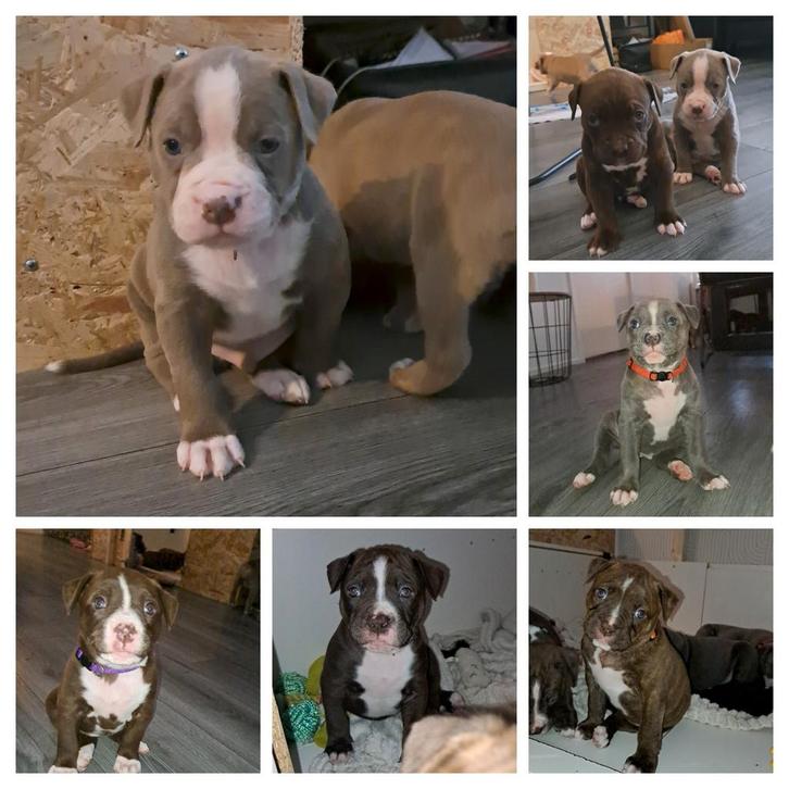 Amerikaanse Bulldog / Stafford Pups, Dieren en Toebehoren, Honden | Bulldogs, Pinschers en Molossers, Meerdere dieren, Bulldog