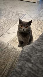 Ervaren Britse Korthaar Dekkater.!, Dieren en Toebehoren, Katten en Kittens | Raskatten | Korthaar, Kater