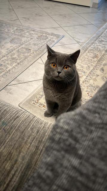Ervaren Britse Korthaar Dekkater.! Niet te koop.! beschikbaar voor biedingen