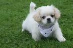 Boomer pups kruising Shih-tzu, Rabiës (hondsdolheid), 15 weken tot 1 jaar, Buitenland, Meerdere