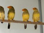 Pastel binsenastrilde - Neochmia ruficauda, Dieren en Toebehoren, Meerdere dieren, Tropenvogel, Geringd