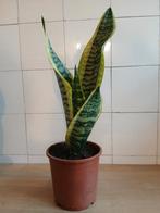 Sansevieria, Huis en Inrichting, Kamerplanten, Ophalen, Halfschaduw, In pot, Minder dan 100 cm