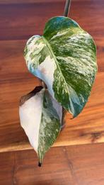 Monstera variegata, Ophalen of Verzenden, Overige soorten, Minder dan 100 cm