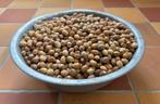 Hazelnoten - oogst 2025 - 2 kilo, Ophalen of Verzenden