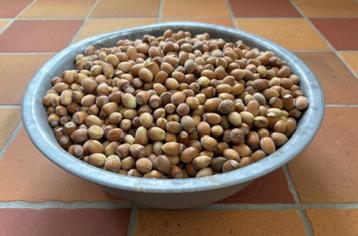 Hazelnoten - oogst 2025 - 2 kilo beschikbaar voor biedingen