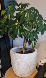 Schefflera plant inclusief pot, Ophalen, Overige soorten, Halfschaduw, In pot