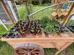 Moestuin plantjes. Courgette. Tomaat. Komkommer. Courgette, Tuin en Terras, Ophalen, Volle zon, Groenteplanten, Eenjarig