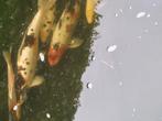 Koi karpers te koop, Dieren en Toebehoren, Vissen | Vijvervissen, Karper of Koi