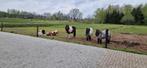 Bonte Shetland merrie plus Dekhengstje., Dieren en Toebehoren, Merrie