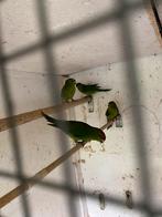Kakarikie, Dieren en Toebehoren, Vogels | Parkieten en Papegaaien, Meerdere dieren, Parkiet