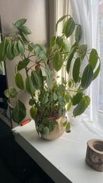 Kamerplant, Huis en Inrichting, Overige soorten, Minder dan 100 cm, Ophalen of Verzenden, Halfschaduw