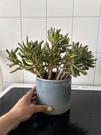 Succulent: Crassula gollum “ogre ears”, Ophalen, Vetplant, Minder dan 100 cm, Volle zon