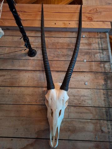 Mooie schedel spiesbok met enorme hoorns taxidermie beschikbaar voor biedingen