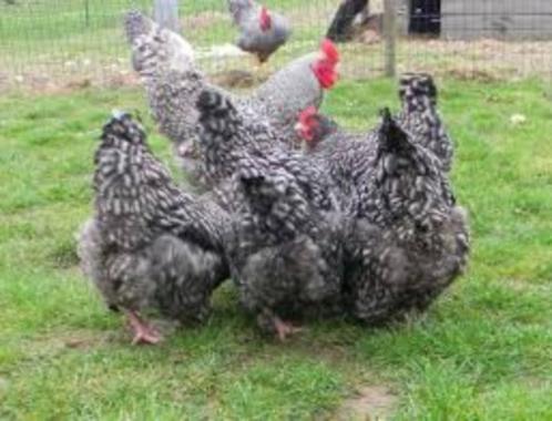 Mechelse Koekoek kippen., Dieren en Toebehoren, Pluimvee, Kip, Vrouwelijk