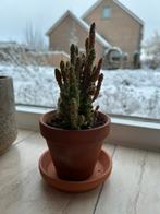 Kleine cactus kamerplant, Huis en Inrichting, Kamerplanten, Ophalen, Cactus, Volle zon, Minder dan 100 cm