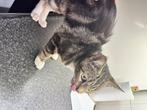 Kitten spoed op zoek naar nieuw baasje, Dieren en Toebehoren, Poes
