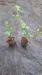actie hedera hibernica klimop of als bodembedekker 20/40 cm, Ophalen, Overige soorten, 100 tot 250 cm