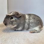 Twee prachtige, jonge, gladharige cavia beertjes, Dieren en Toebehoren, Mei, Mannelijk, Cavia