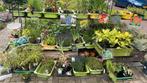 Diverse planten, Tuin en Terras, Vaste plant, Halfschaduw, Zomer, Ophalen