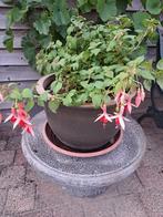 Fuchsia met Aardewerk Bloempot Rosé, Ophalen, Zomer, Overige soorten, Halfschaduw