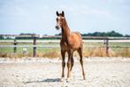 Twee mooie donkere vos merrieveulens van Lantanas, Dieren en Toebehoren, Merrie, Onbeleerd, Dressuurpaard, Gechipt