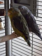 Forpussen met kooi., Dieren en Toebehoren, Geslacht onbekend, Parkiet, Geringd