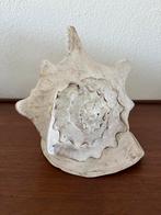 Zeer grote decoratieve helmschelp, Ophalen of Verzenden, Mineraal