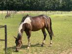 2 jarige paint hengst, Dieren en Toebehoren, Paarden, Minder dan 160 cm, Niet van toepassing, 0 tot 2 jaar, Hengst
