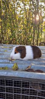Superknappe Cavia beertjes -verschillende kleuren leeftijden, Cavia, Meerdere dieren, Tam, September