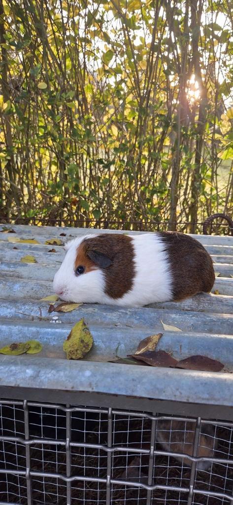 Superknappe Cavia beertjes -verschillende kleuren leeftijden, Dieren en Toebehoren, Knaagdieren, Meerdere dieren, Cavia, September