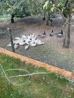 Kwakertjes,Brandgans, Meerdere dieren, Eend