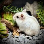 Dwerghamsters, Dieren en Toebehoren, Hamster, Mannelijk, November, Tam