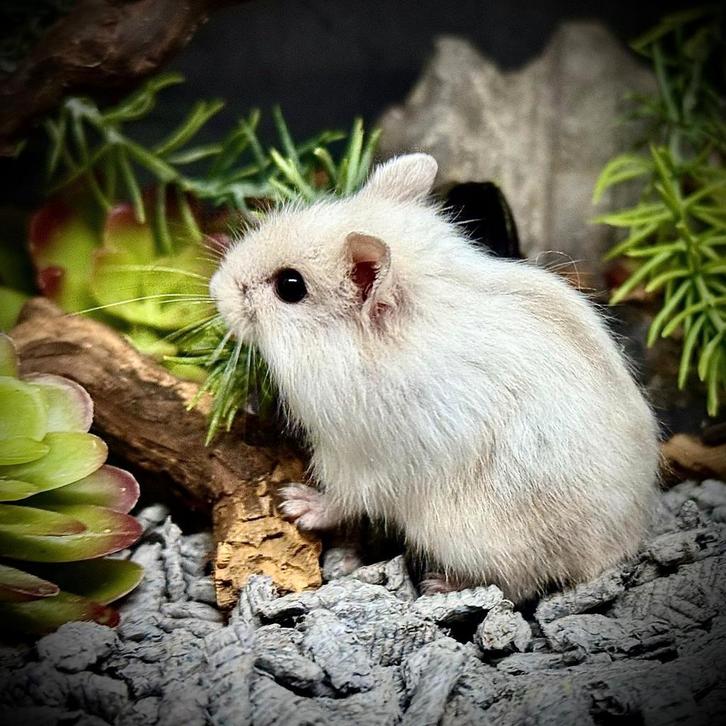 Dwerghamsters, Dieren en Toebehoren, Knaagdieren, Mannelijk, Hamster, November, Tam