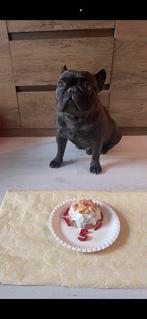Liefste franse bulldog zoekt een nieuw, warm, liefdevol huis, 6 jaar of ouder, Reu, Bulldog, Eén hond