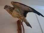 taxidermie taxidermy Opgezette "buizerd", Ophalen of Verzenden, Zo goed als nieuw, Vogel, Opgezet dier
