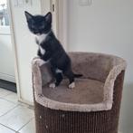 Twee kitten broertjes zoeken nieuw huisje, Dieren en Toebehoren, Katten en Kittens | Overige Katten, Meerdere dieren