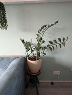 Grote Zamioculcas zamiifolia in pot, Ophalen, In pot, Halfschaduw, Minder dan 100 cm