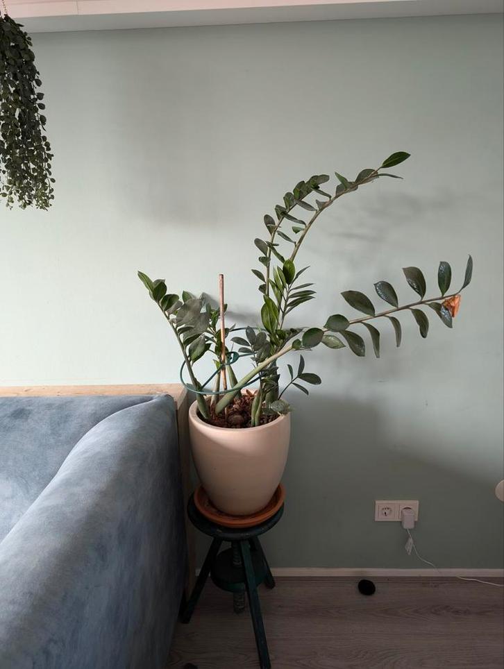 Grote Zamioculcas zamiifolia in pot, Huis en Inrichting, Kamerplanten, Minder dan 100 cm, Halfschaduw, In pot, Ophalen