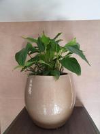 plant in  champagne kleurige pot, Ophalen, Gebruikt, Rond, Binnen