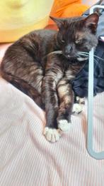 Kat mannetje 1 jaar kater, Dieren en Toebehoren, Katten en Kittens | Raskatten | Korthaar, Kater, 0 tot 2 jaar