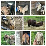 Koppel Nubische geiten en Ouessant schapen, Meerdere dieren, Schaap