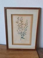 Gravure handingekleurd Linaria genistifolia Bessa rond 1820, Antiek en Kunst, Kunst | Etsen en Gravures, Ophalen