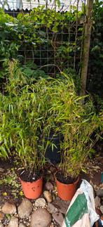 bamboe fargesia rufa, Tuin en Terras, Ophalen, Bamboe
