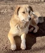 URGENT VROLIJK PRACHTIG JONG TEEFJE MALINA ZOEKT HAAR MENS, Dieren en Toebehoren, Honden | Niet-rashonden, Particulier, Rabiës (hondsdolheid)